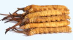 Cordyceps