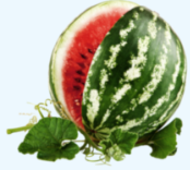 Citrullus Lanatus